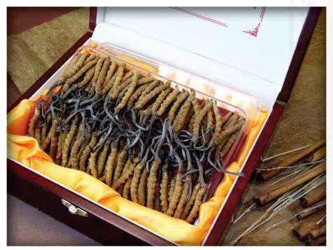 红岗冬虫夏草回收